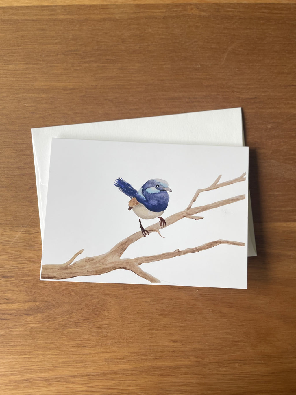 Splendid Fairywren