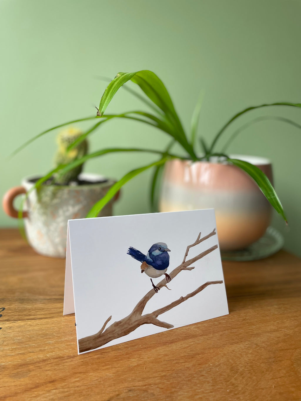 Splendid Fairywren